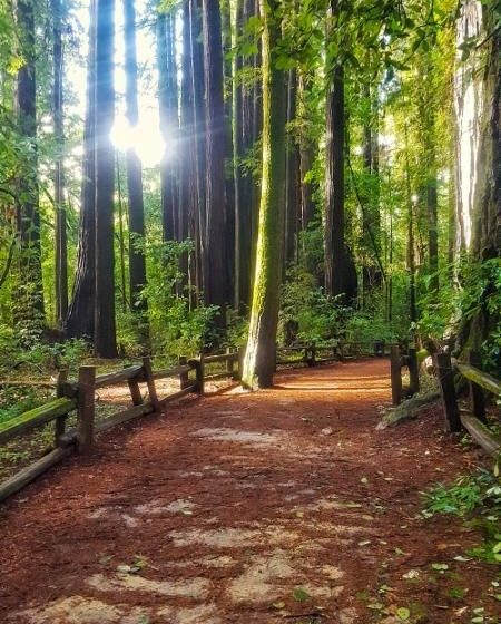 Henry Cowell Redwoods Park