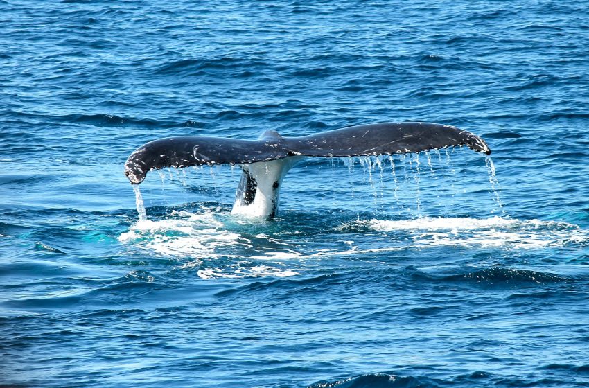 Explore the ocean at The Seymour Marine Discovery Centre