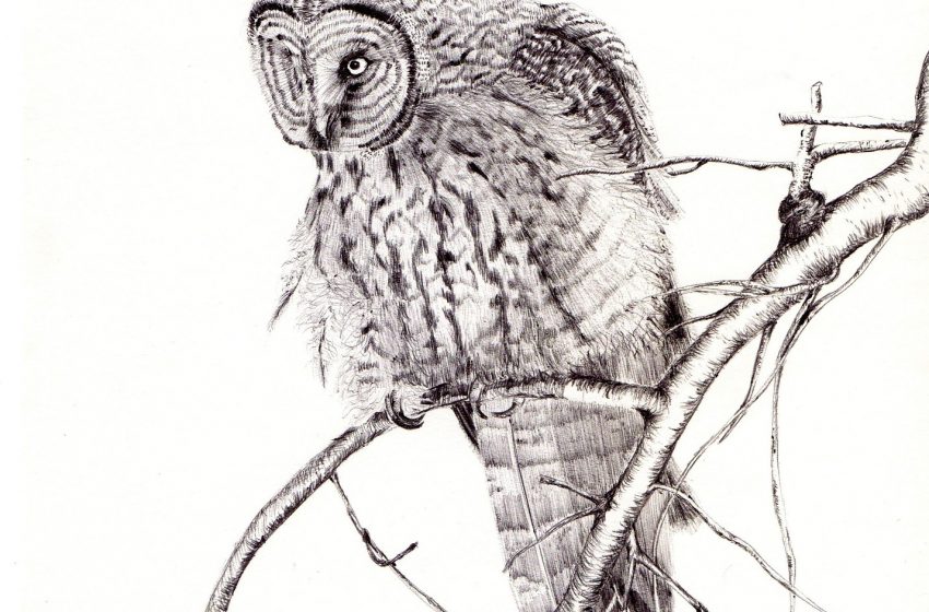 Explore the local nature and history at the Santa Cruz Museum of Natural History