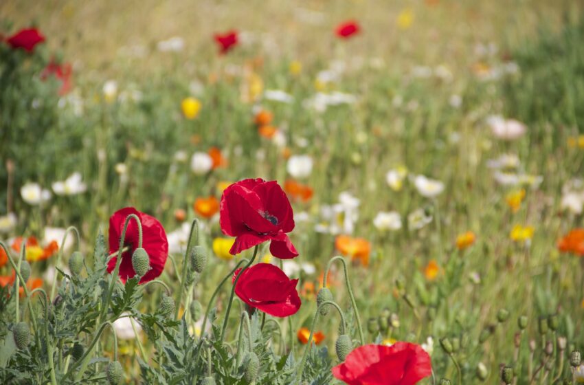 Discover the beauty of wildflowers in Santa Cruz